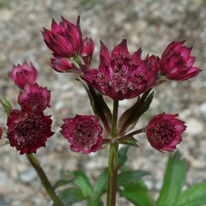 Astrantia 