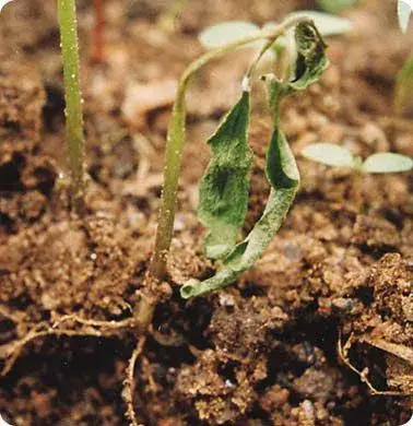 Přesazování rajčat 