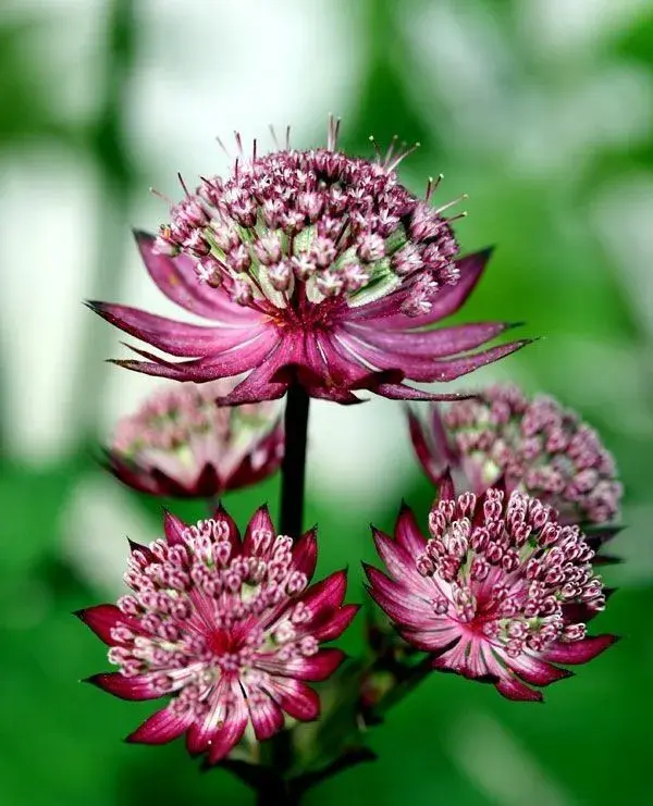Astrantia