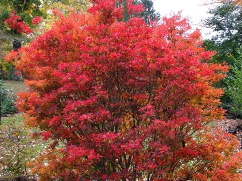 Enkianthus campanulatus 'Red Bells' 