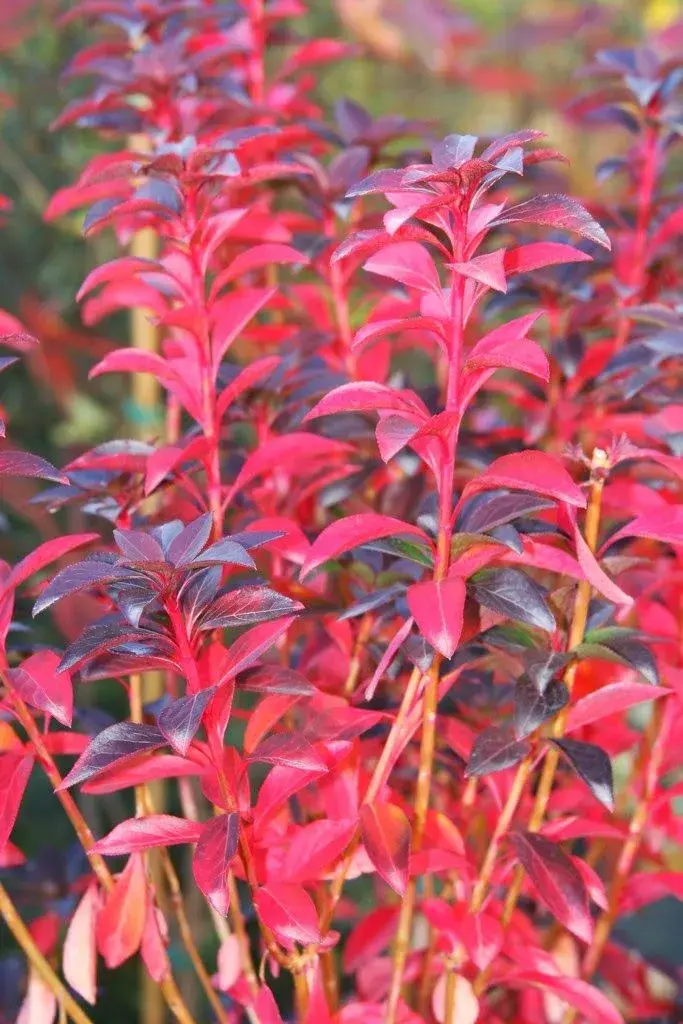 Enkianthus campanulatus 'Summer Hill'