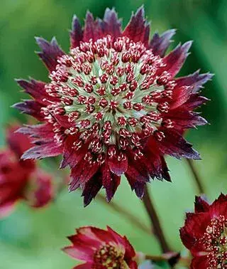 Astrantia