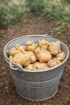 Brambory 