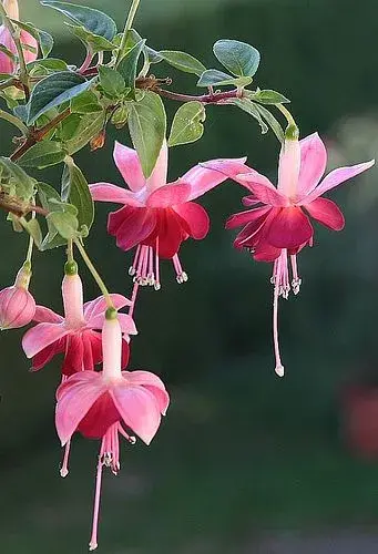 Fuchsie 