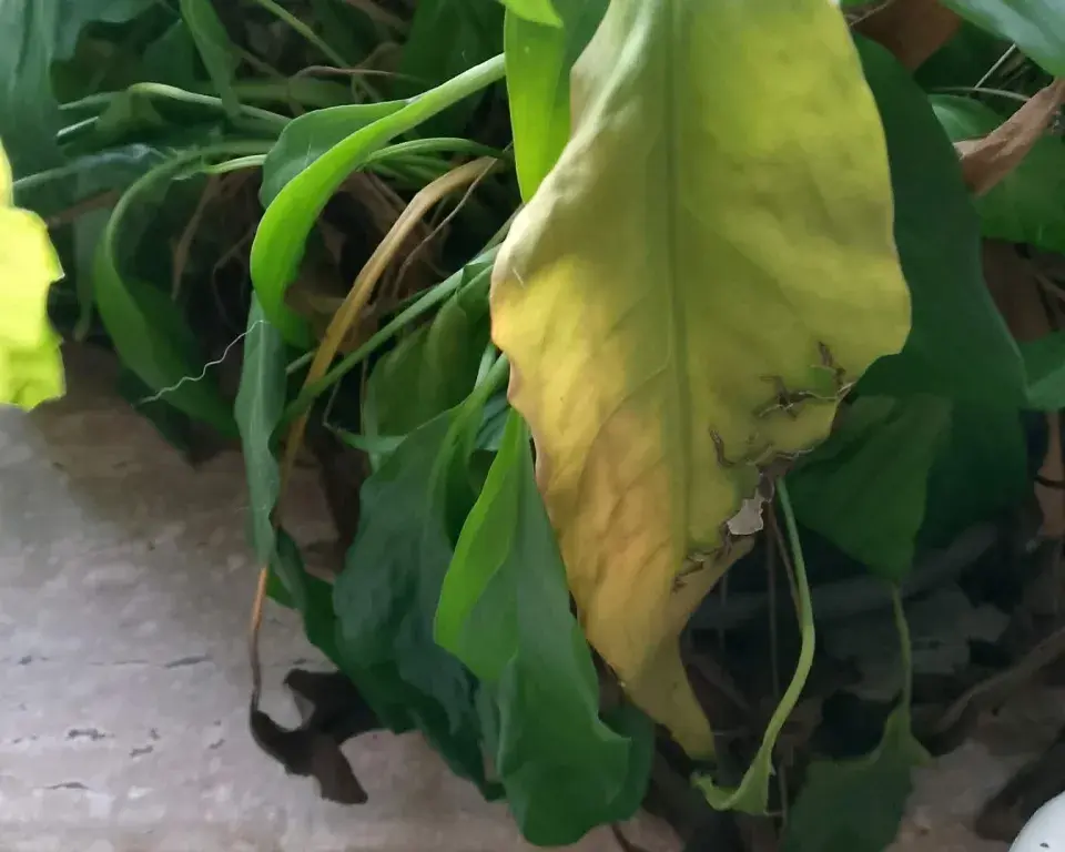 Foto 2 k článku Zaschlé špičky listů nejsou náhoda: Stačí jedna změna a rostliny se vzpamatují