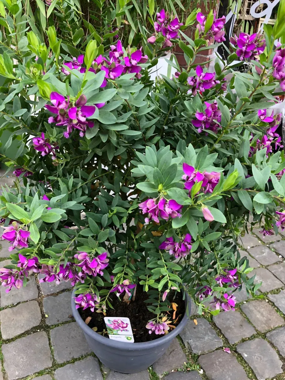 Polygala v plném květu je inspirace pro váš balkon