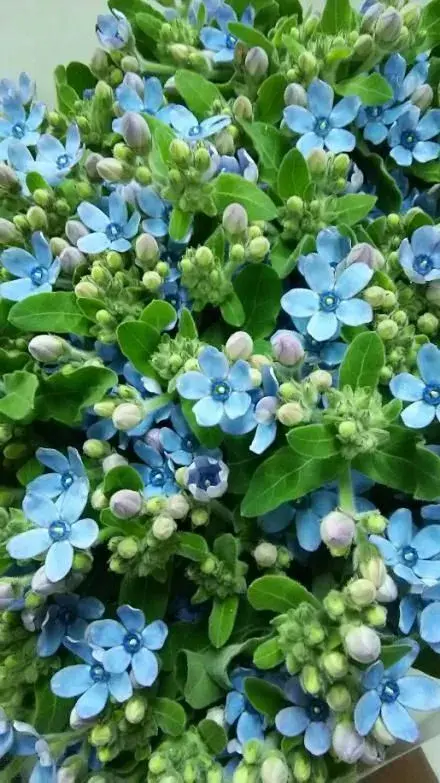 Tvídie