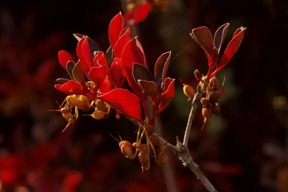 Enkianthus campanulatus