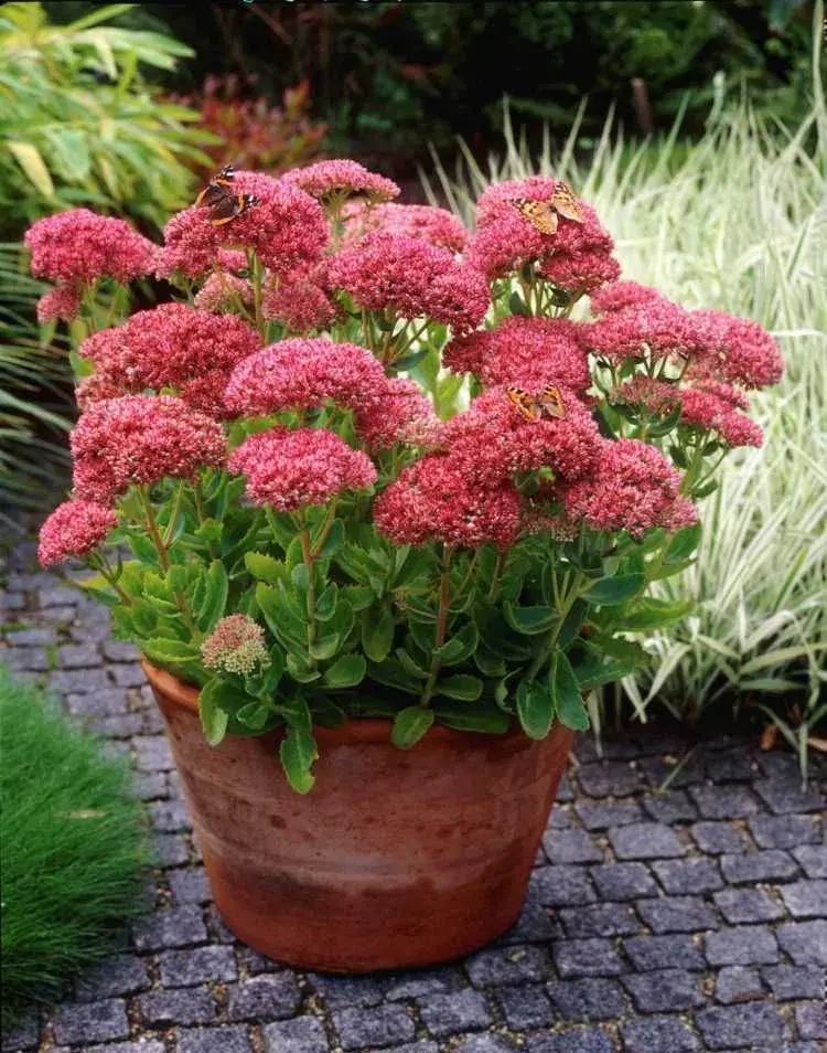 Sedum 
