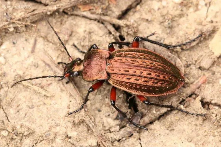 Střevlík měděný 