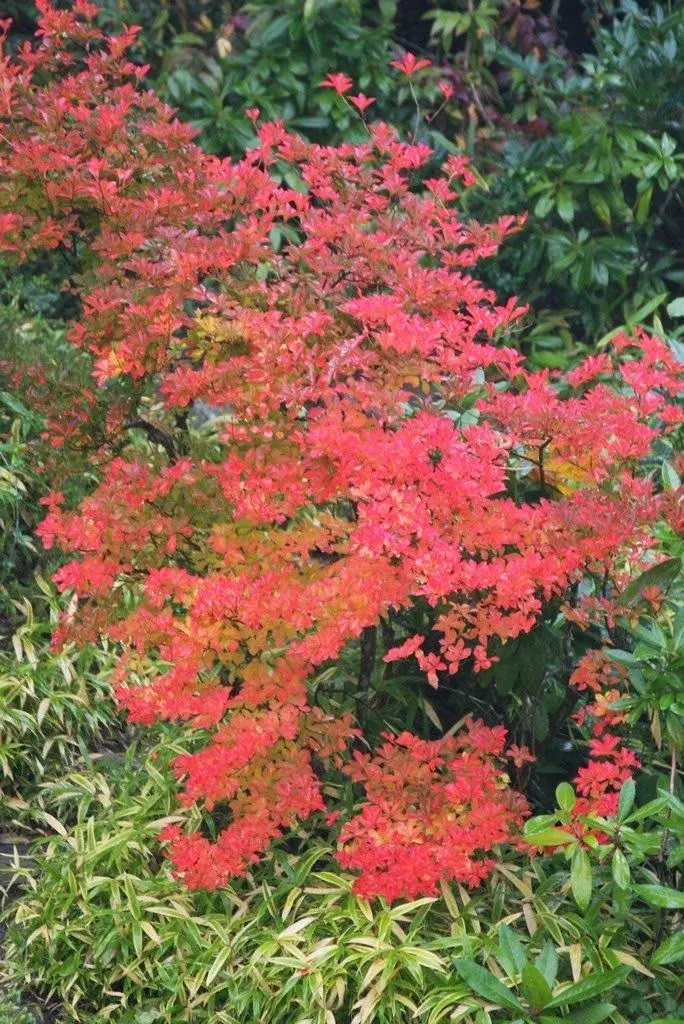 Enkianthus campanulatus