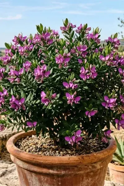 Polygala v plném květu je inspirace pro váš balkon