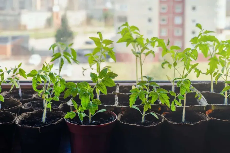 Rajčata po přesazení 