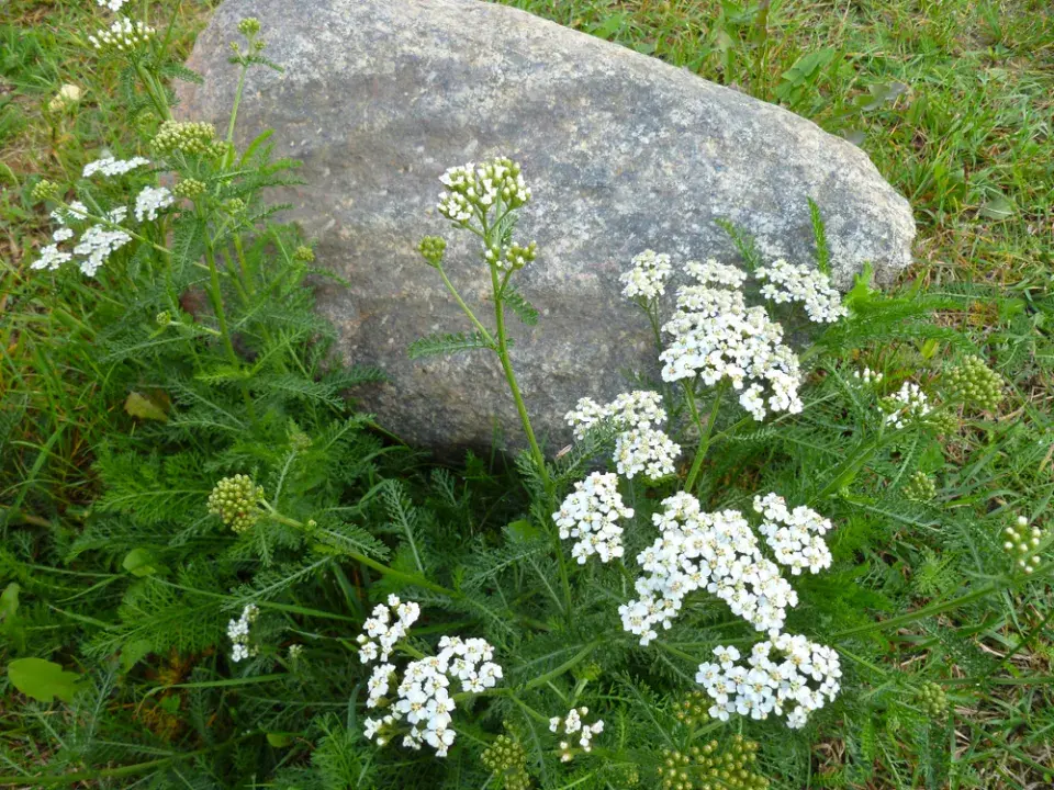 velikonoční hlavička