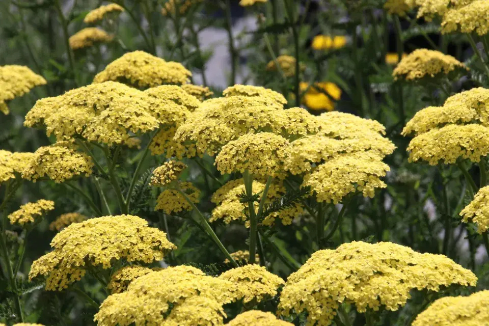 Nejdéle kvetoucí trvalky 