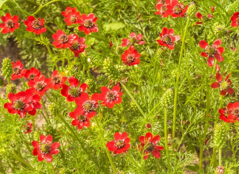 hlaváč, hlaváček, hlavinka