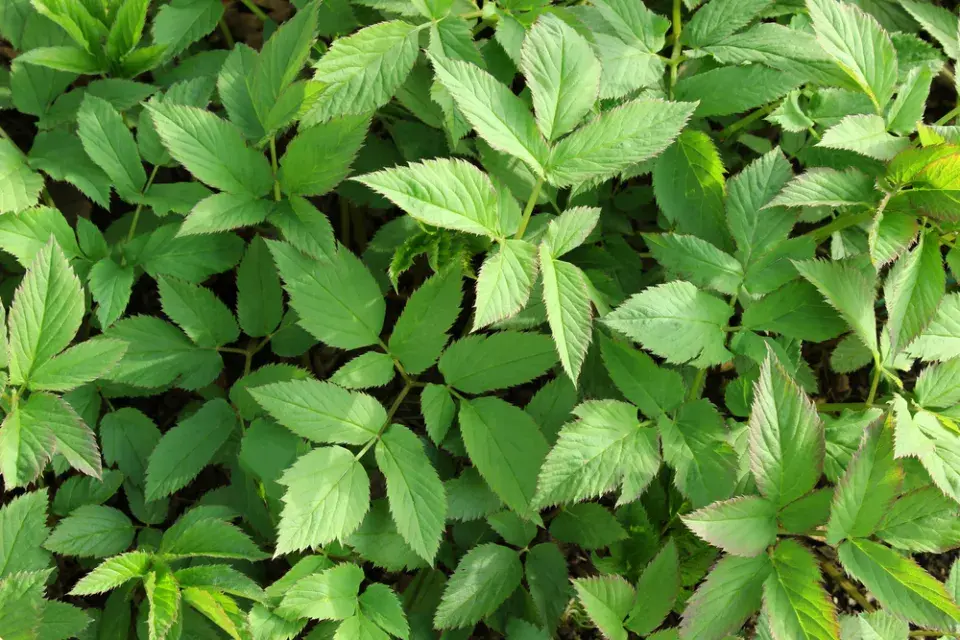 velikonoční hlavička