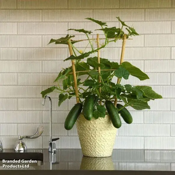 Miniaturní odrůdy okurek 