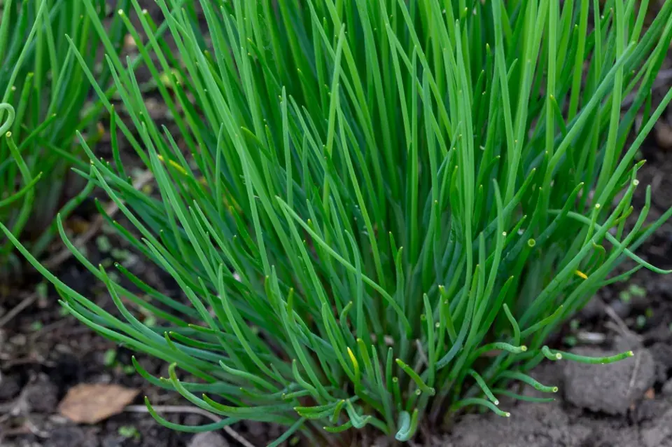 velikonoční hlavička