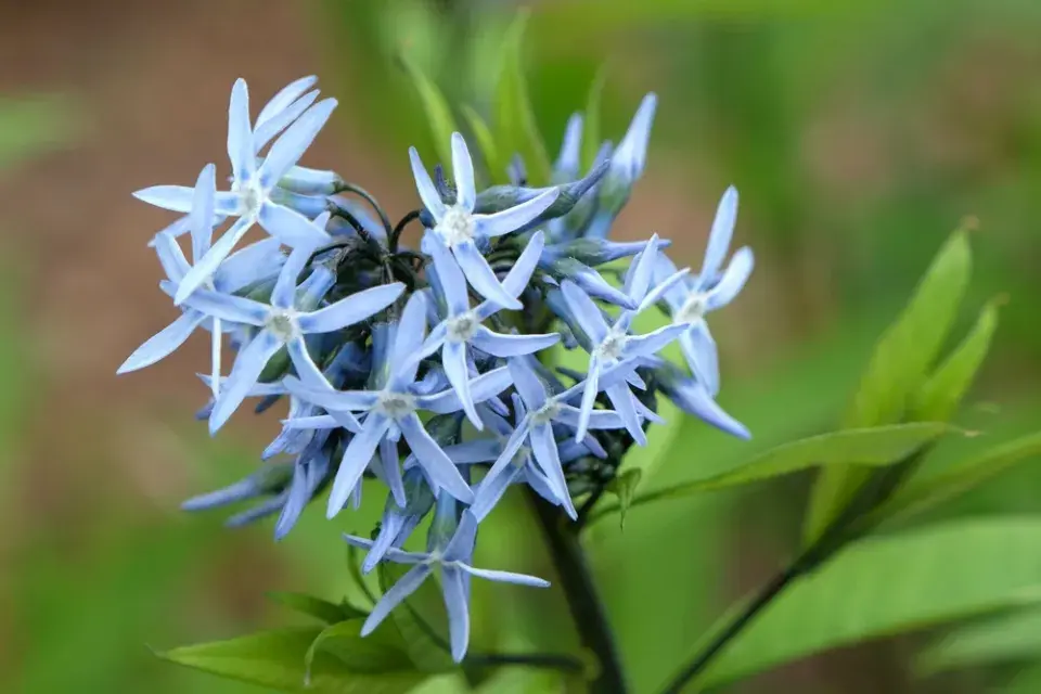 Málo známé trvalky