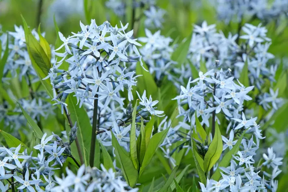 Málo známé trvalky