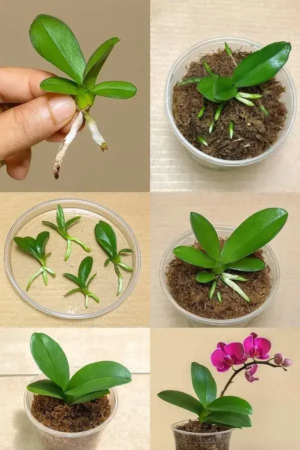 Vypěstování orchideje