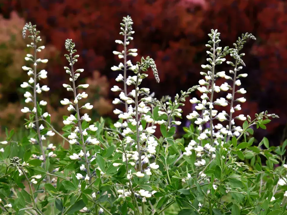 Málo známé trvalky