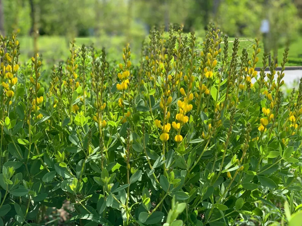 Málo známé trvalky