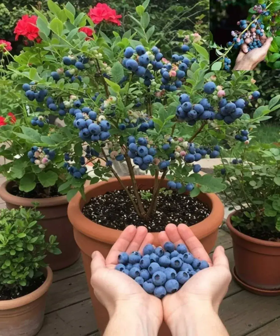 Borůvky v květináči