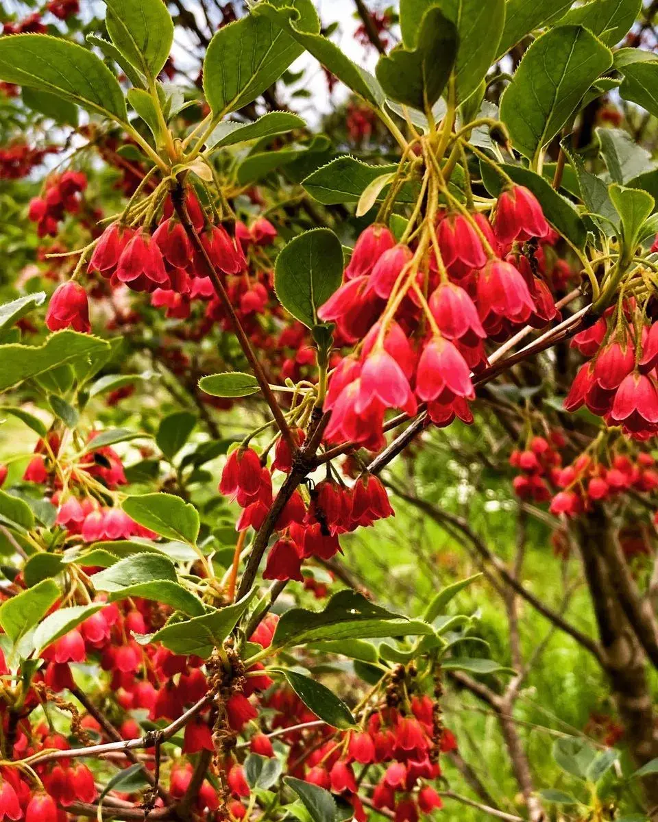 Enkianthus perulatus