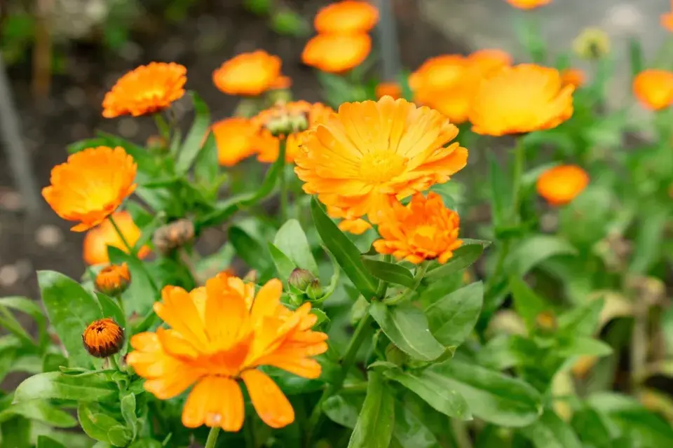 měsíček lékařský (Calendula officinalis) 