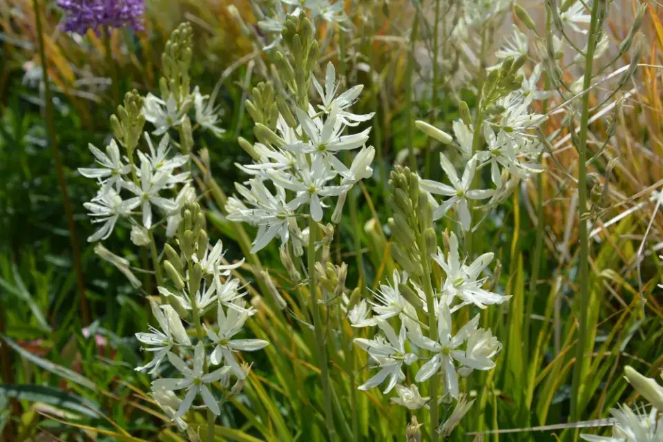 ladoník modrý (Camassia leichtlinii) 