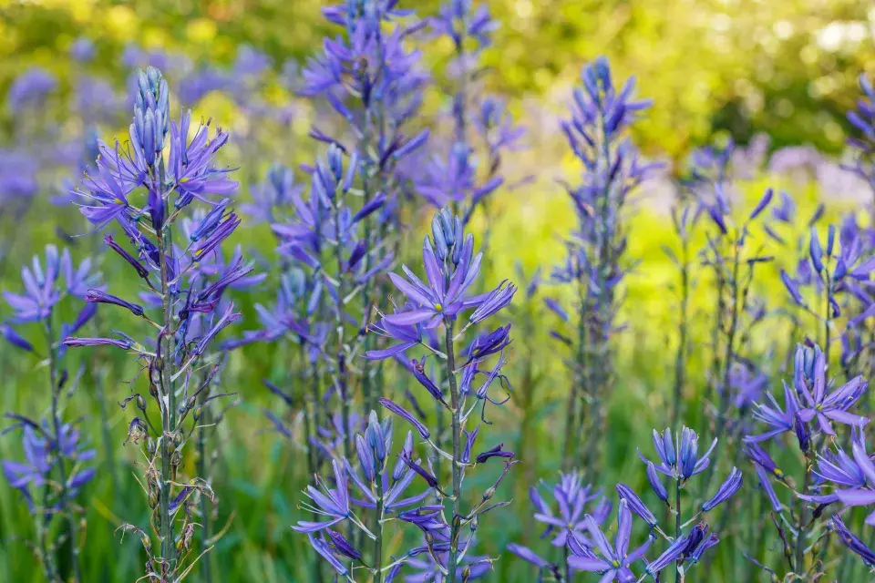 ladoník modrý (Camassia leichtlinii) 