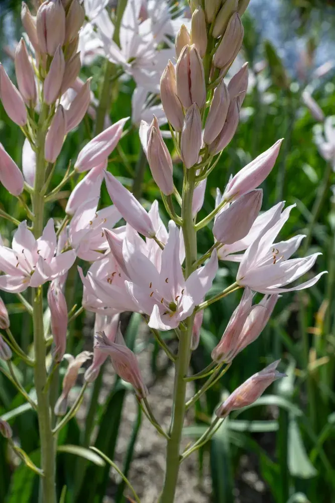 ladoník modrý (Camassia leichtlinii) 