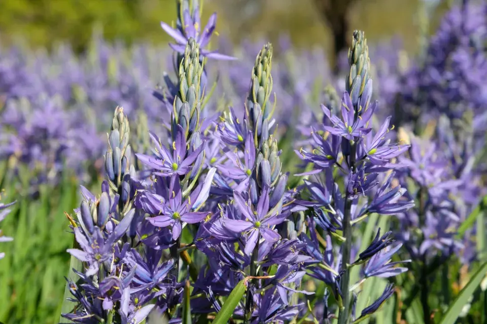 ladoník modrý (Camassia leichtlinii) 