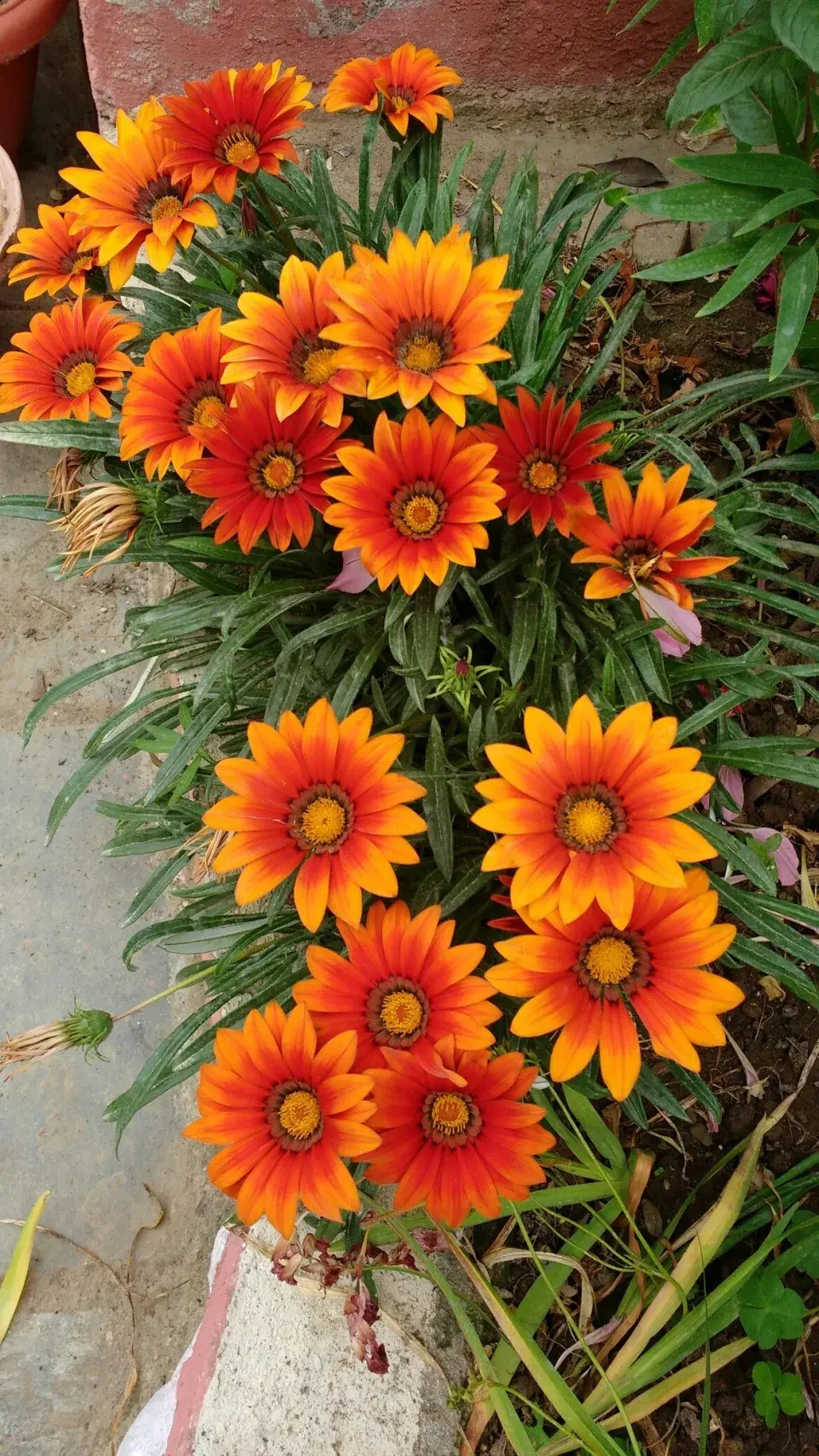Gazanie 