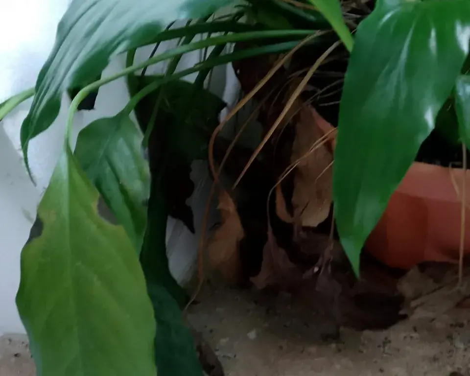 Foto 3 k článku Zaschlé špičky listů nejsou náhoda: Stačí jedna změna a rostliny se vzpamatují