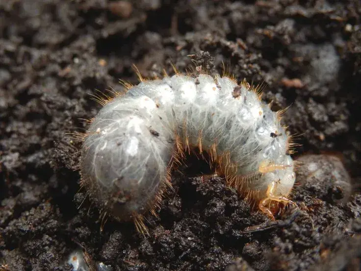 Bílá larva