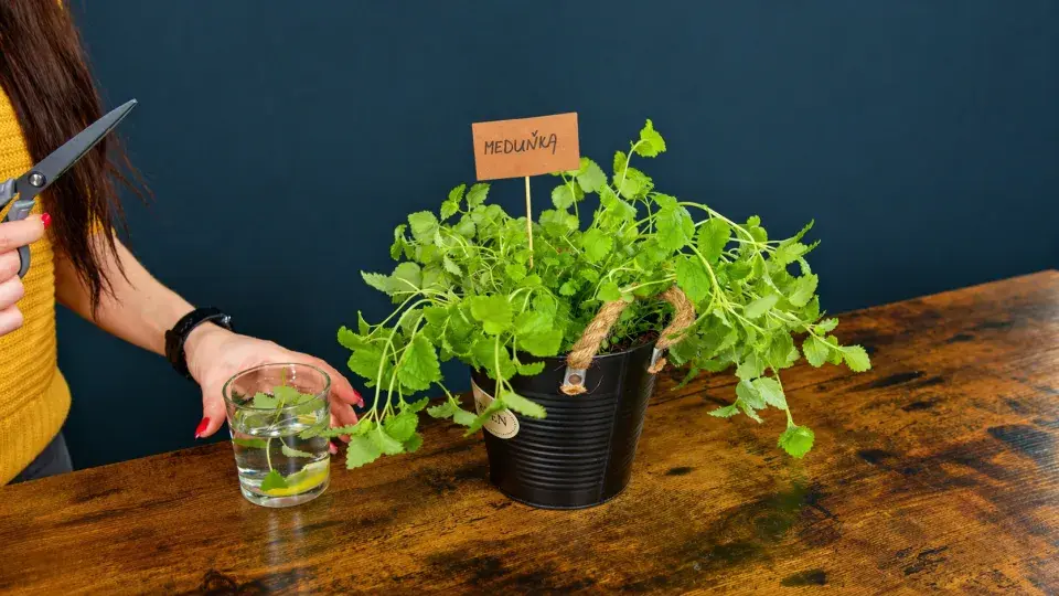 Bylinkové cedulky: Inspirace z praxe i originální DIY nápady