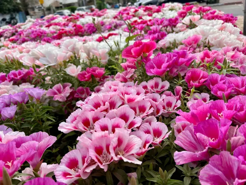 zářivka velkokvětá (Clarkia amoena) 