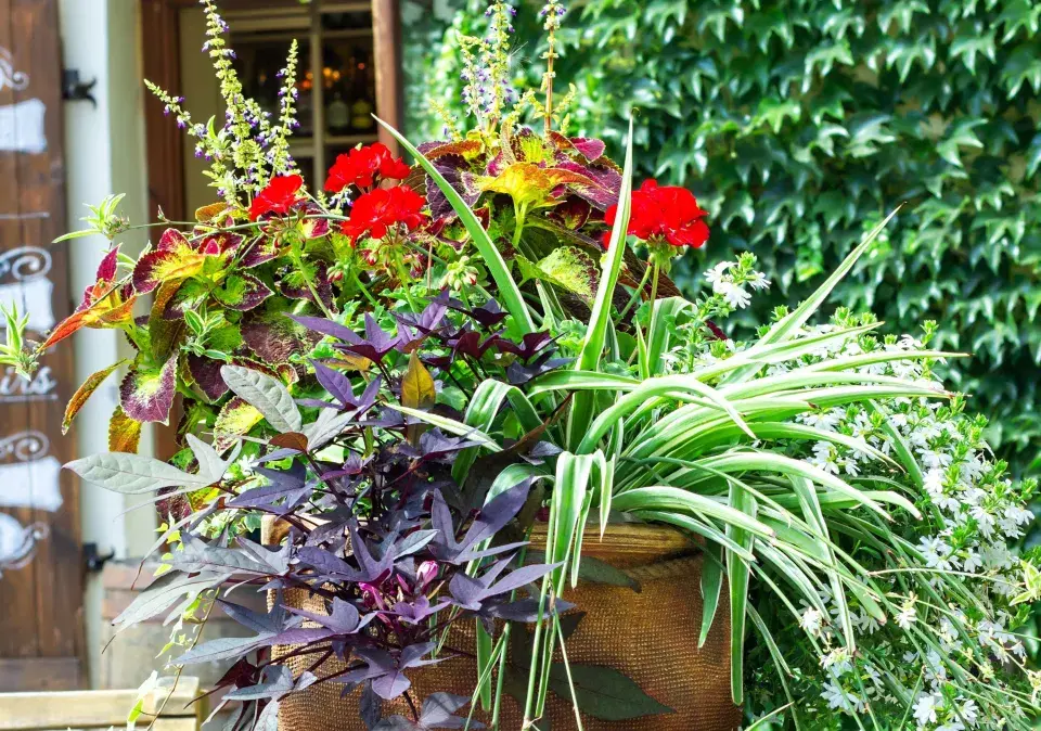 Doplňkové rostliny pro muškáty 