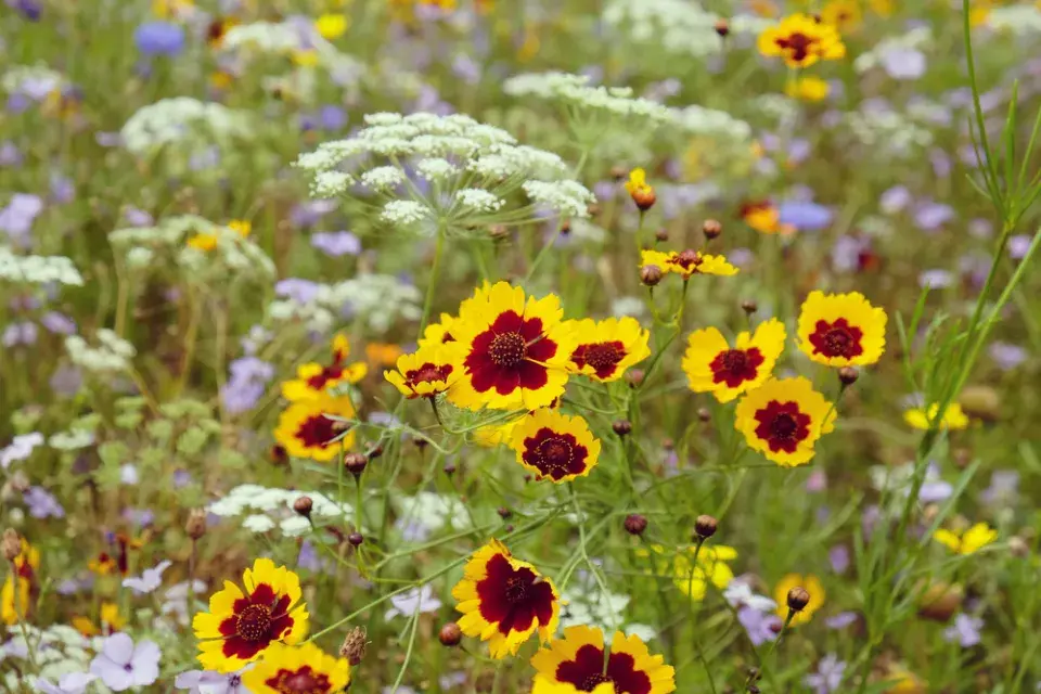 Krásnoočko dvoubarvé (Coreopsis tinctoria) 