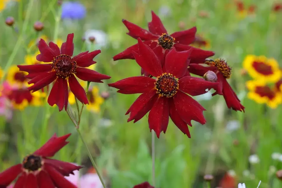 Krásnoočko dvoubarvé (Coreopsis tinctoria) 