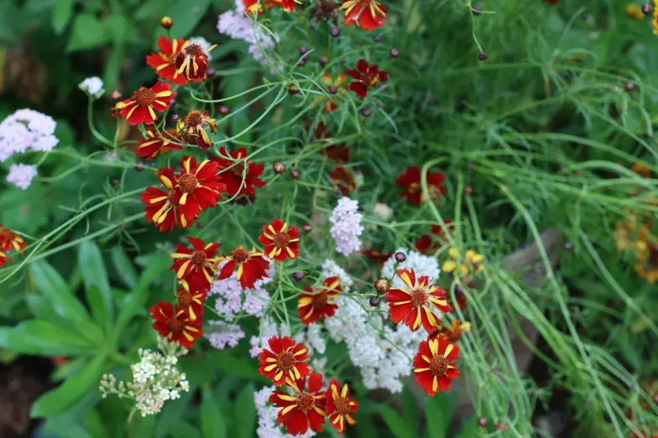 Krásnoočko dvoubarvé (Coreopsis tinctoria) 
