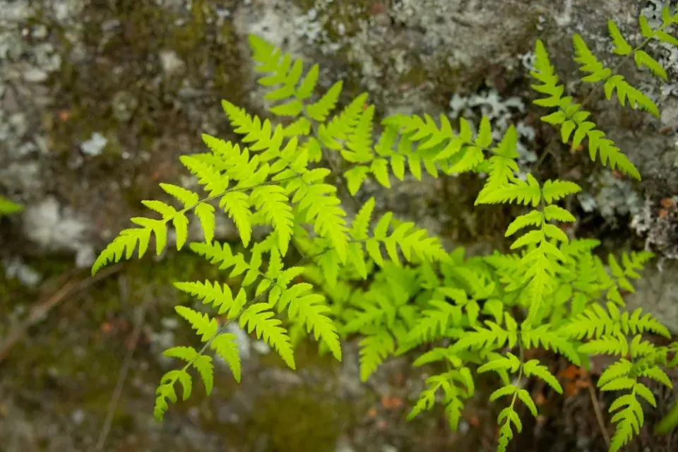 Puchýřník křehký (Cystopteris fragilis) 