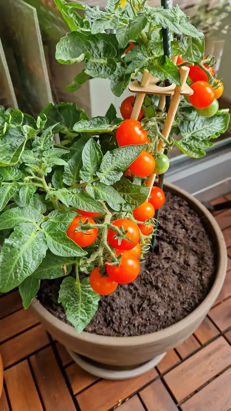 Rajčata na balkoně 