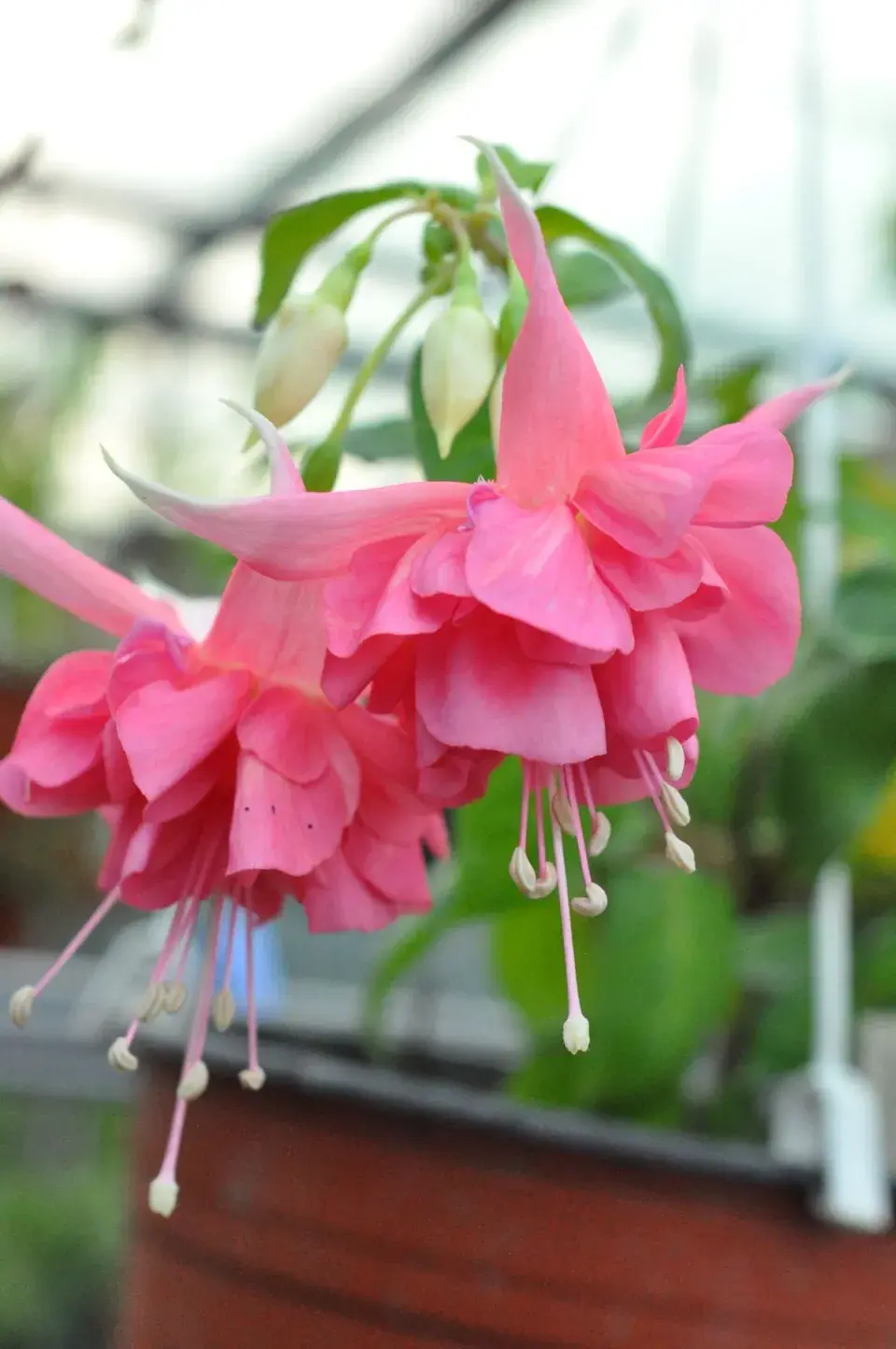 Fuchsie 