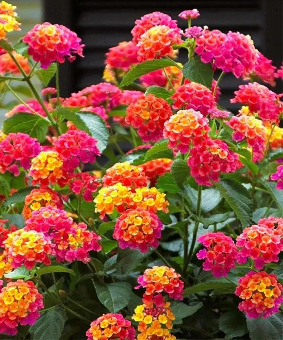 Lantana 