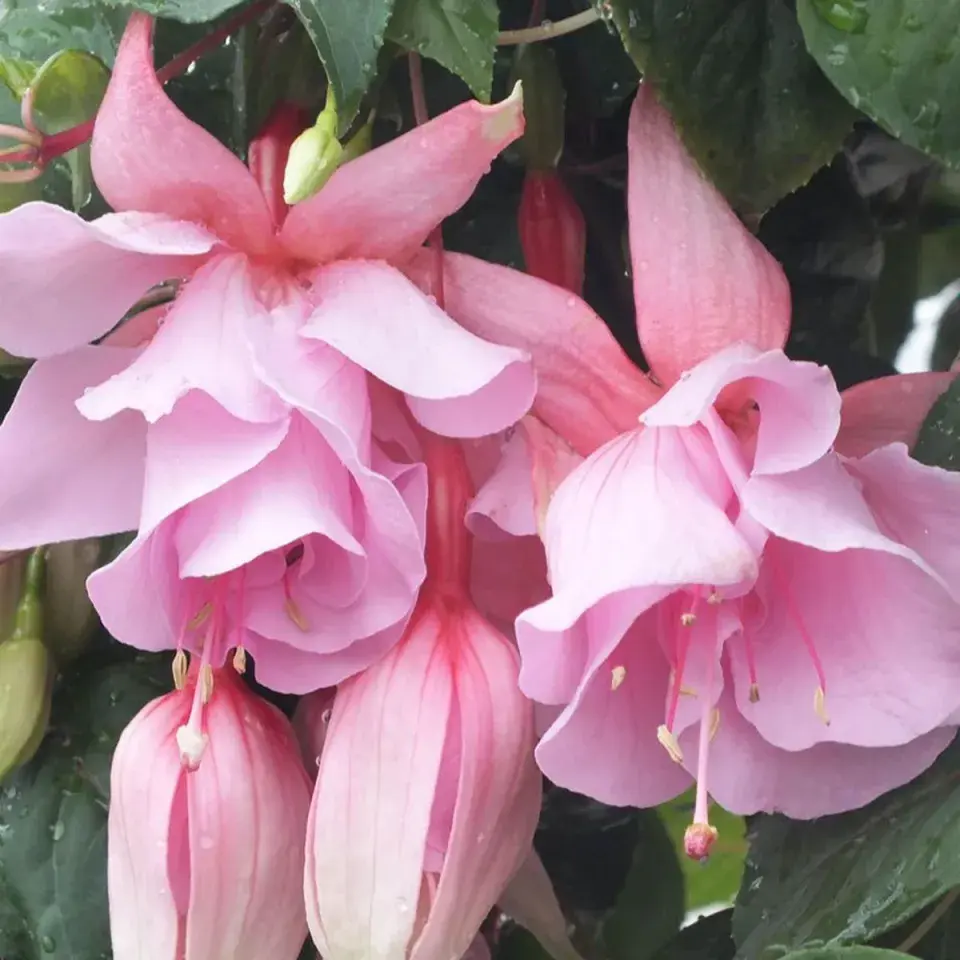 Fuchsie 
