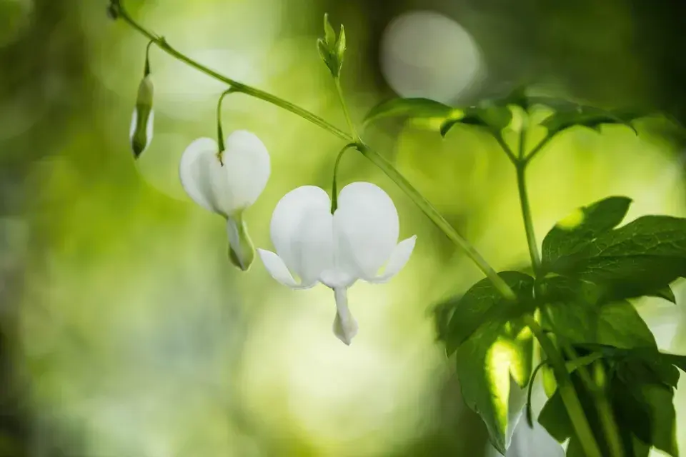 Srdcovka nádherná (Lamprocapnos spectabilis)